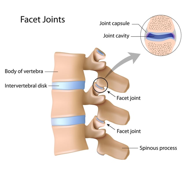 facet joints of the neck