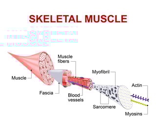 fascial adhesions and high intensity owrkouts