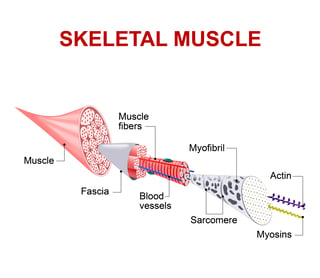 fascial adhesions and high intensity owrkouts