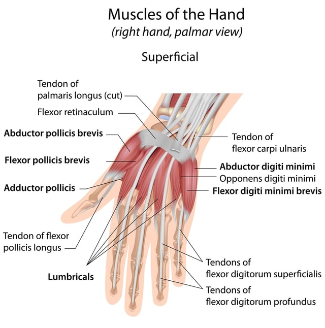 Trigger Finger or Trigger Thumb: Otherwise Known as Stenosing Tenosynovitis  - Premier Physical Therapy