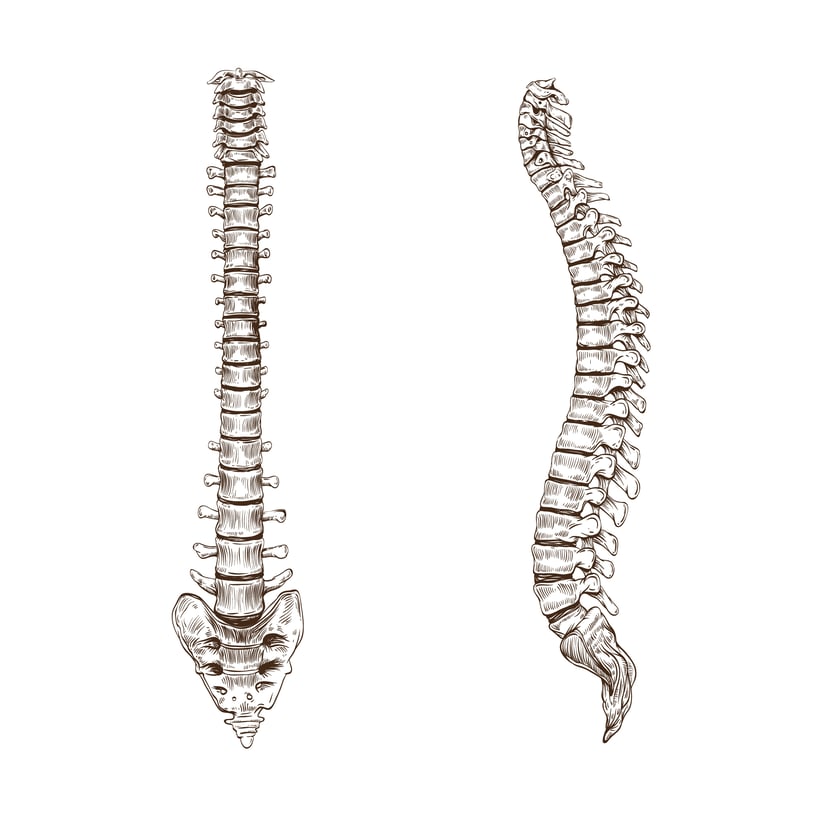 what is a disc human spine