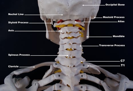 the anatomy of the neck