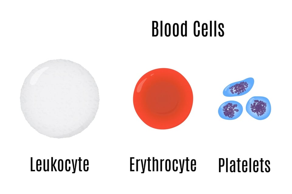 Platelet Rich Plasma Therapy (PRP) Process and Procedures