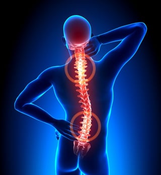 spinal column 