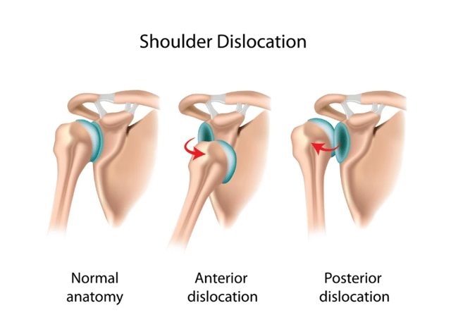 Shoulder Anatomy
