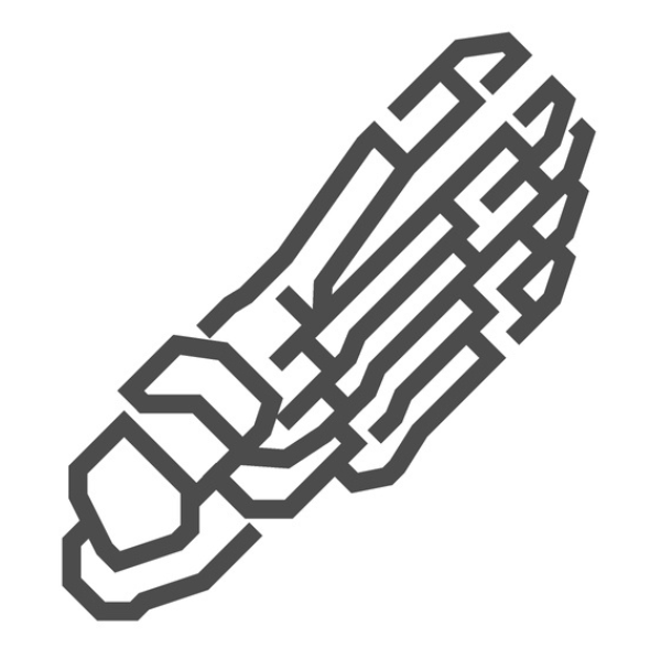 LisFranc complex (Foot) Fracture