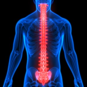 storyblocks-human-skeleton-system-vertebral-anatomy_HtkdYnogN