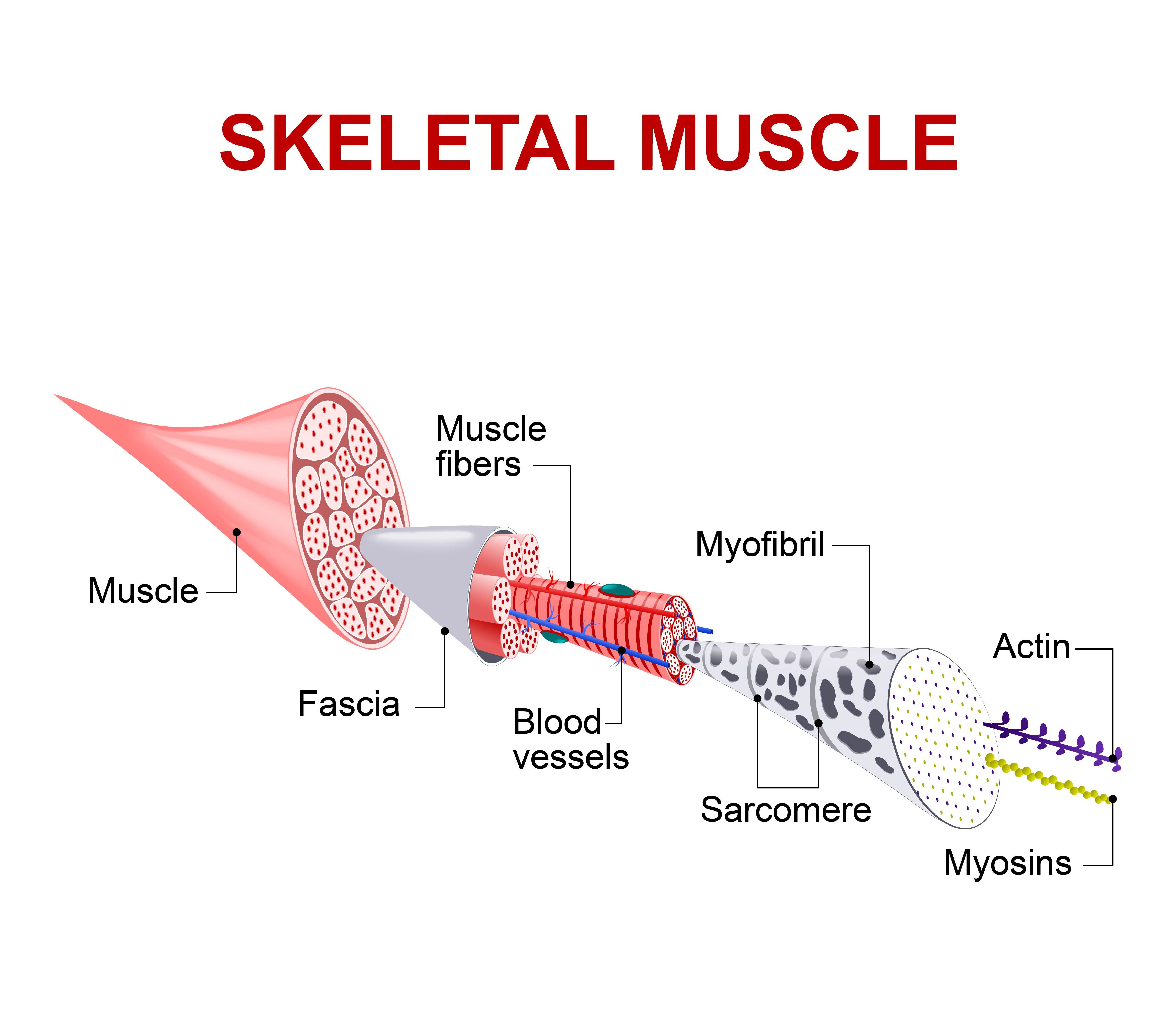 fascial adhesions and high intensity owrkouts